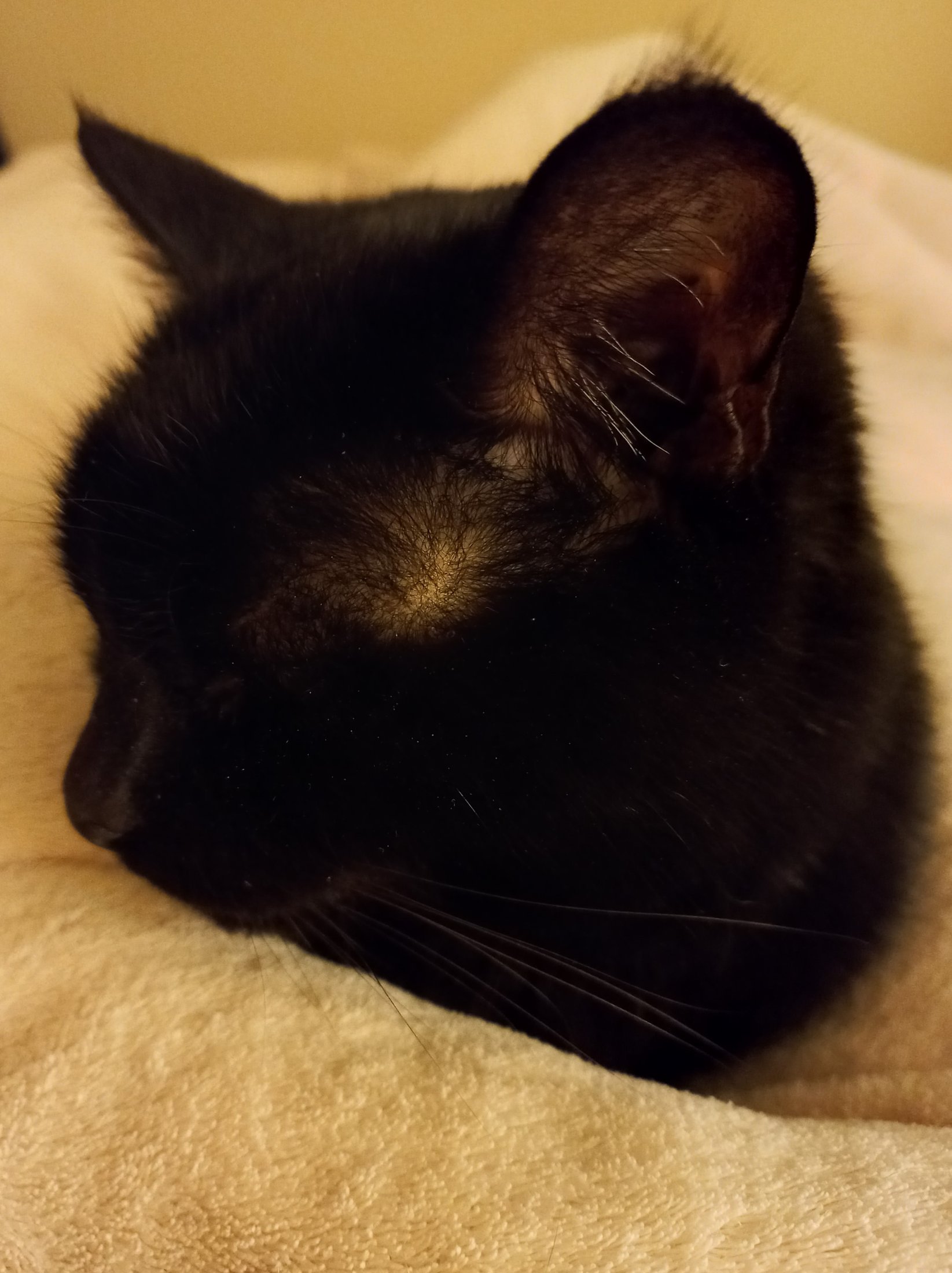 A_32 - Lidia Grzybowska-Kwiecińska - Zdjęcie mojego czarnego kota na jasnym tle